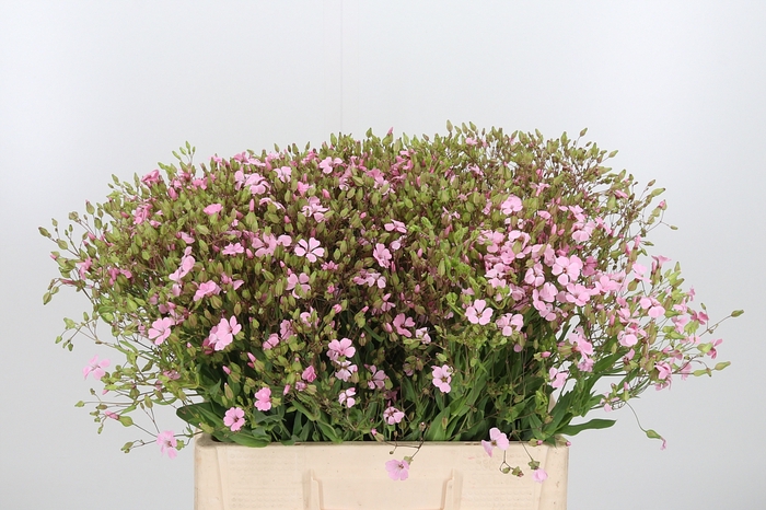 <h4>Saponaria Overig</h4>