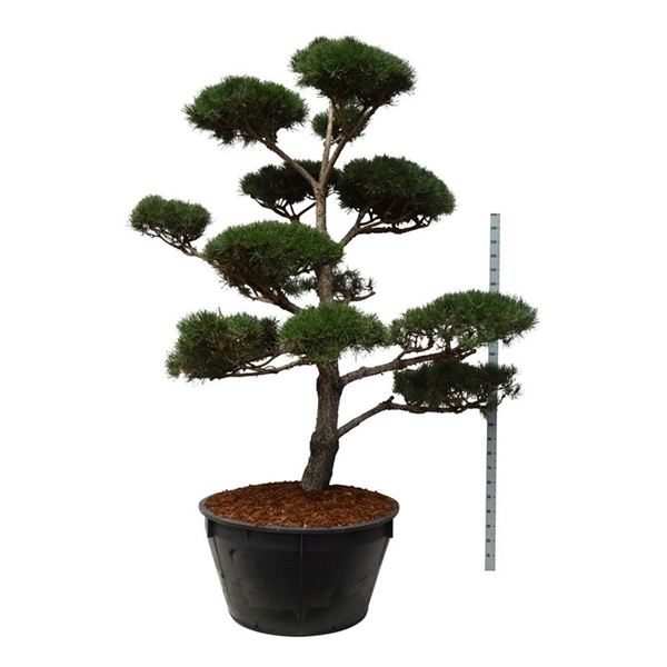 <h4>Pinus sylvestris</h4>