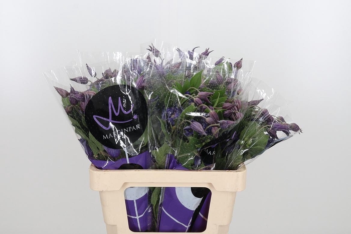 <h4>Clem Amazing Sydney</h4>