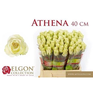 Rosa grootbloemig Athena