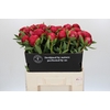 Paeonia Belgravia