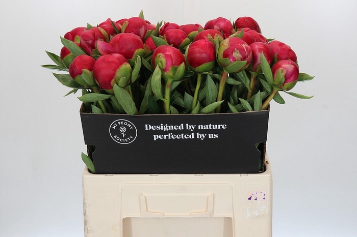 Paeonia Belgravia