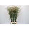 Panicum Dewey Blue