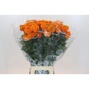Tagetes Marigold Promise Orange