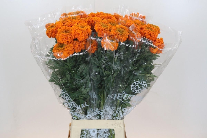 <h4>Tagetes Marigold Promise Orange</h4>