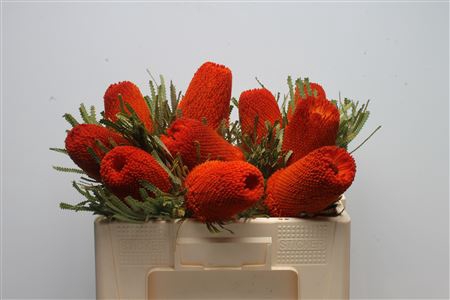 Banksia Hookeriana Orange