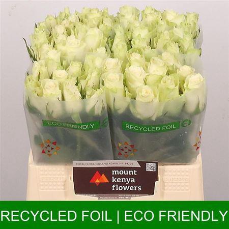 <h4>R Gr Athena</h4>