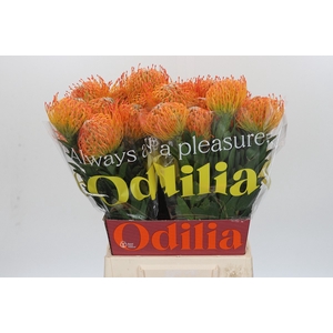 Nutans Ayoba Sun
