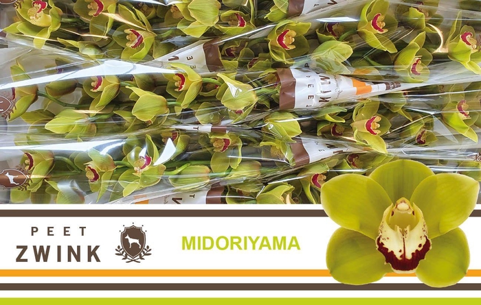 <h4>CYMB T MIDORIYAMA</h4>