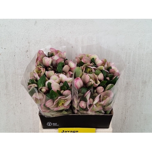 HELL FRK BAYLIS BLUS