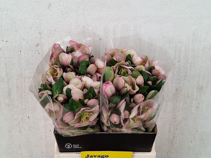 <h4>HELL FRK BAYLIS BLUS</h4>