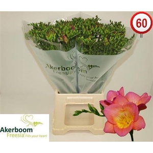 Fr En Wonderful Pink 30gr