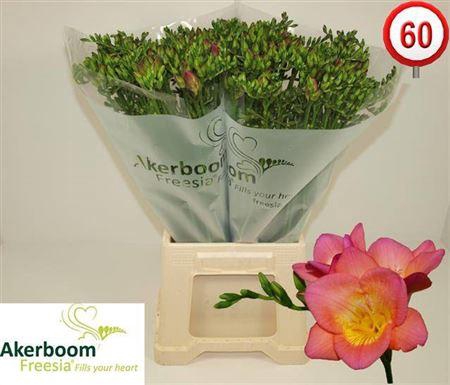 <h4>Fr En Wonderful Pink 30gr</h4>