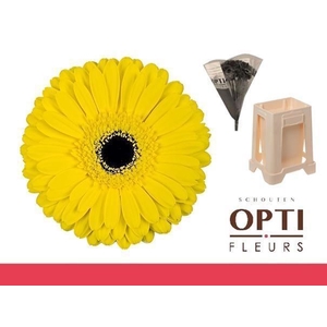 Gerbera Don Leo Water / Hoes