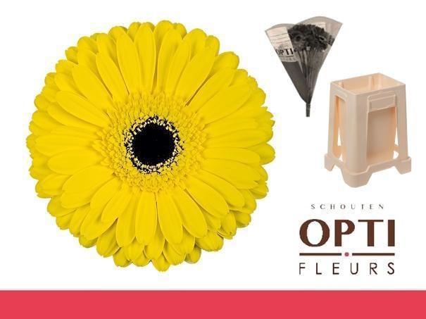 <h4>Gerbera Don Leo Water</h4>