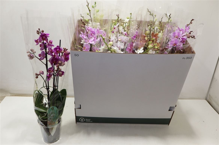 <h4>Phal Mf Gem 6 Kl</h4>