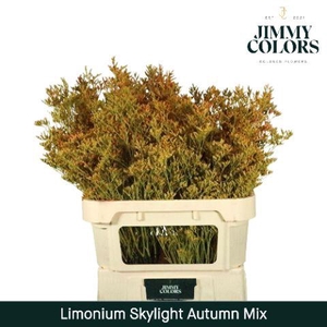 Limonium Skylight L80 Autumn Mix