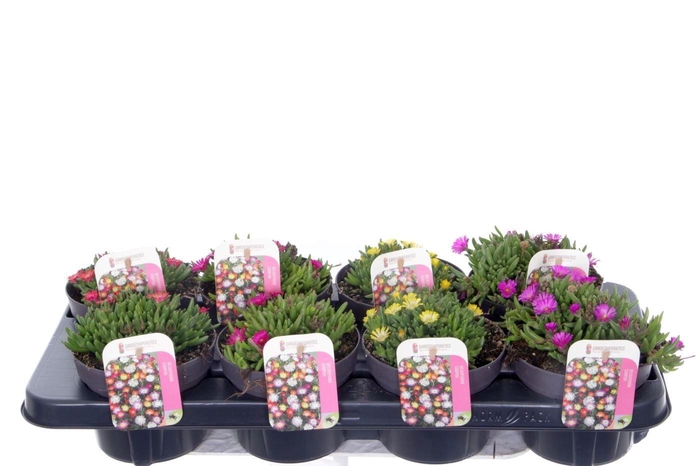 <h4>Delosperma cooperi mix</h4>