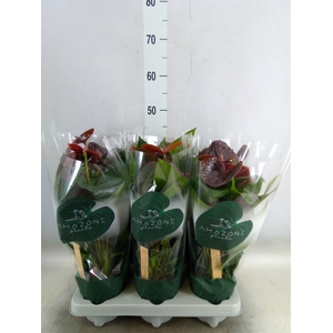 Anthurium andr. 'Essencia'