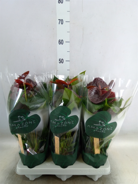<h4>Anthurium andr. 'Essencia'</h4>
