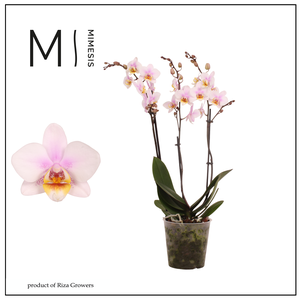 Phalaenopsis San Jose 3 spike – 12cm | Mimesis