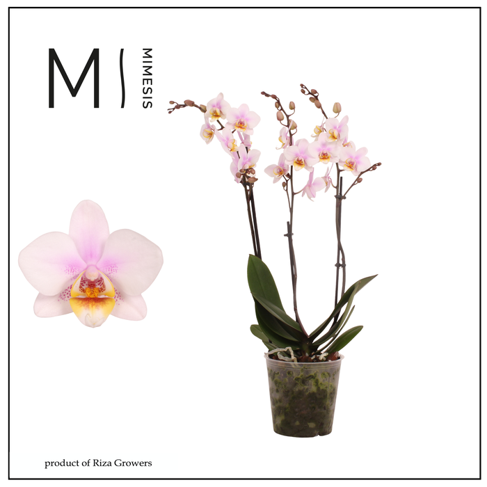<h4>Phalaenopsis San Jose 3 spike – 12cm | Mimesis</h4>
