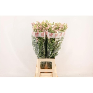 Delph En M Sug Pink