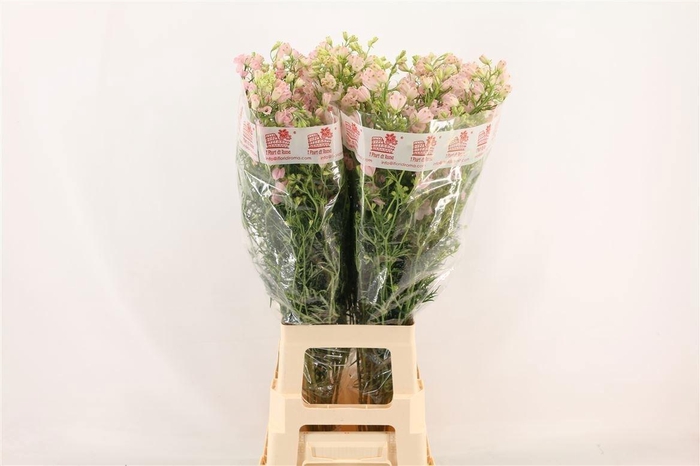 <h4>Delph En M Sug Pink</h4>