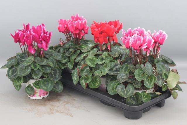 <h4>CYCL GR HALIOS FANT</h4>