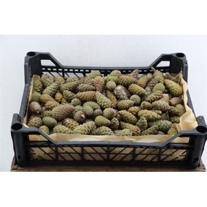 Pinea Mini Naturel X150 Crate