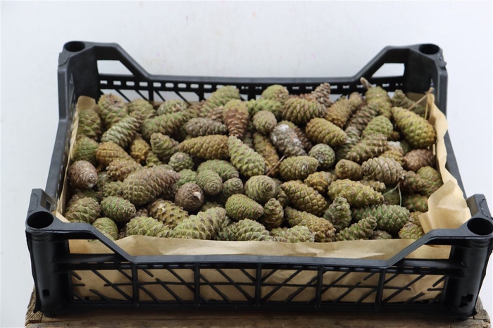 <h4>Pinea Mini Naturel X150 Crate</h4>