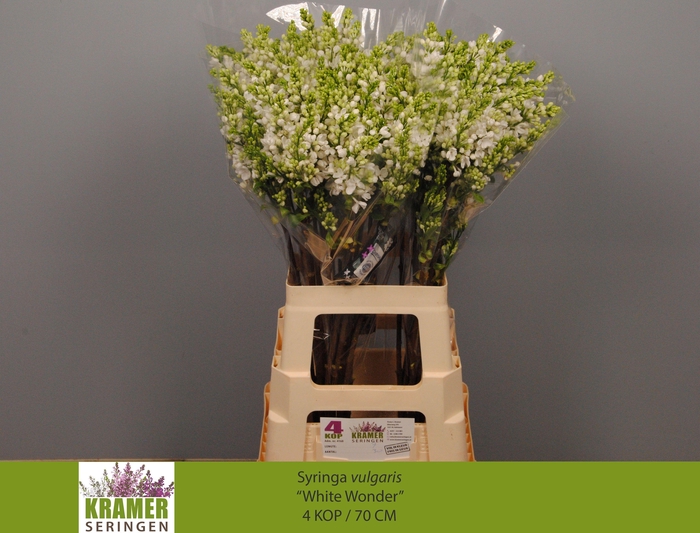 <h4>SYR VU WHITE WONDER</h4>