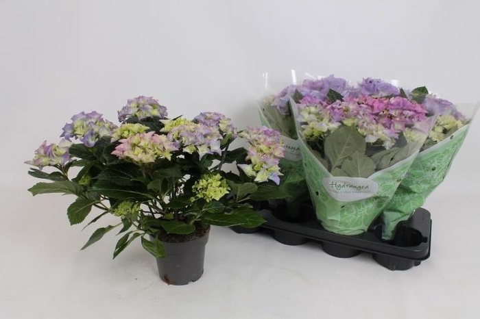 <h4>HYDR M EARLY BLUE</h4>