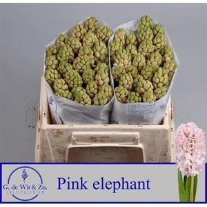 Hyac Pink Elephant