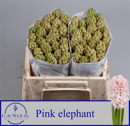 <h4>Hyac Pink Elephant</h4>