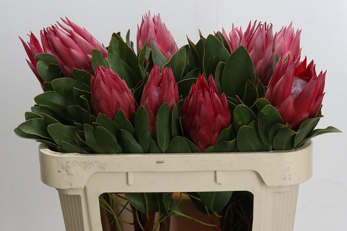 <h4>PROTEA CY MADIBA</h4>