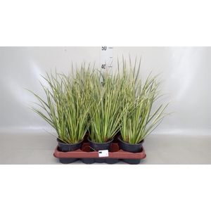 Acorus gramineus 'Aureovariegatus'