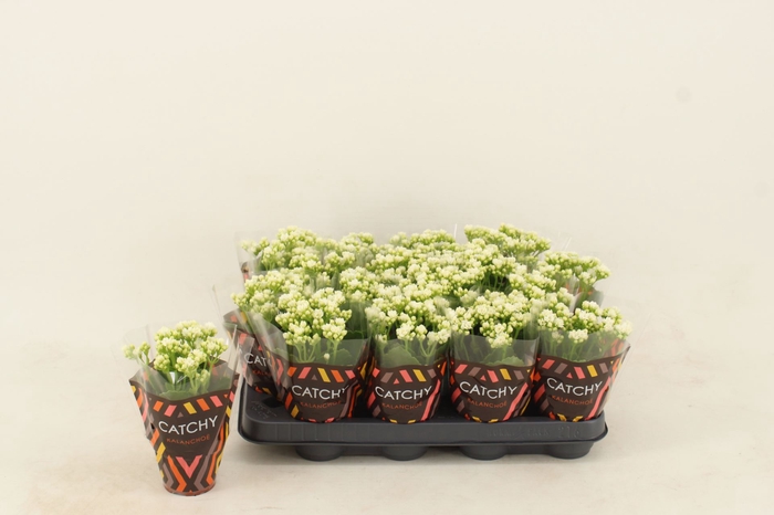 <h4>Kalanchoe Calandiva White</h4>