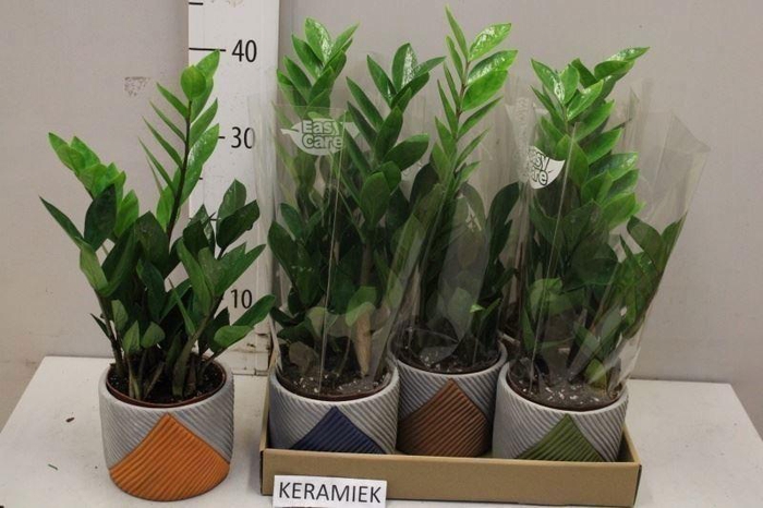 <h4>ZAMIO ZAMIIFOLIA</h4>