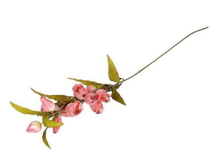 <h4>Stem Bellflower L105</h4>