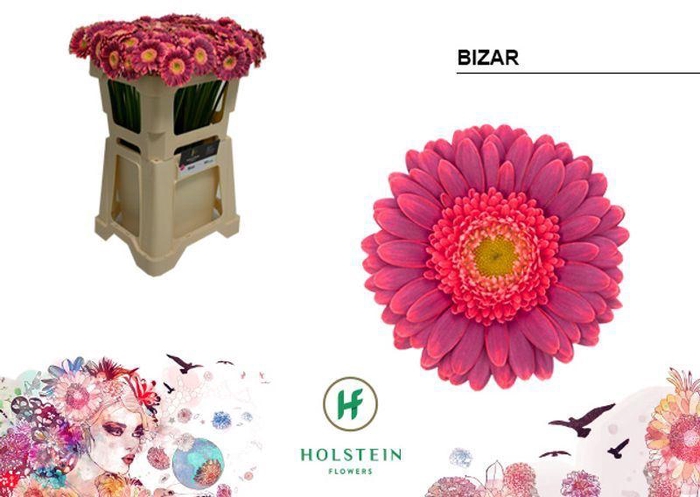 GERBERA MI 'BIZAR'
