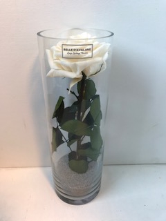 Glass d10x30cmh Rose Champagne
