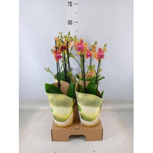 Phalaenopsis multi. 'Ant Bolgheri'