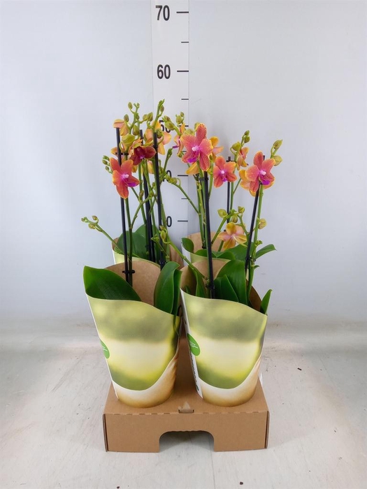 <h4>Phalaenopsis multi. 'Ant Bolgheri'</h4>