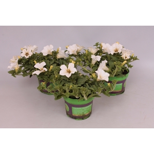 Petunia surfinia White