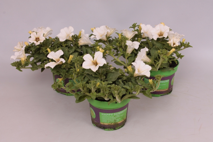 <h4>Petunia surfinia White</h4>