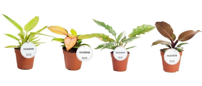 <h4>Philodendron Colour Mix</h4>