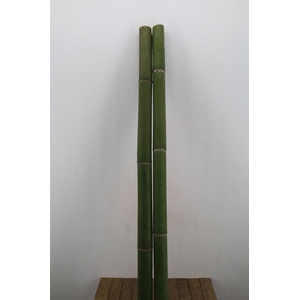 Bamboe 70-100 2meter