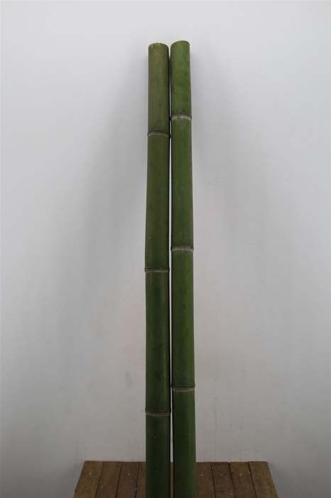 Bamboe 70-100 2meter