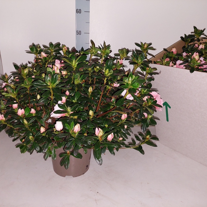 <h4>RHODO SI OV</h4>